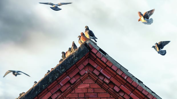 Pigeons landing on rooftop at sunset with red brick old building and pitched roof. Beautiful sunlit birds taking off into the sky.