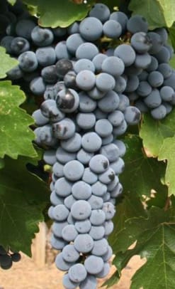 Patrick Webb 11 grapes