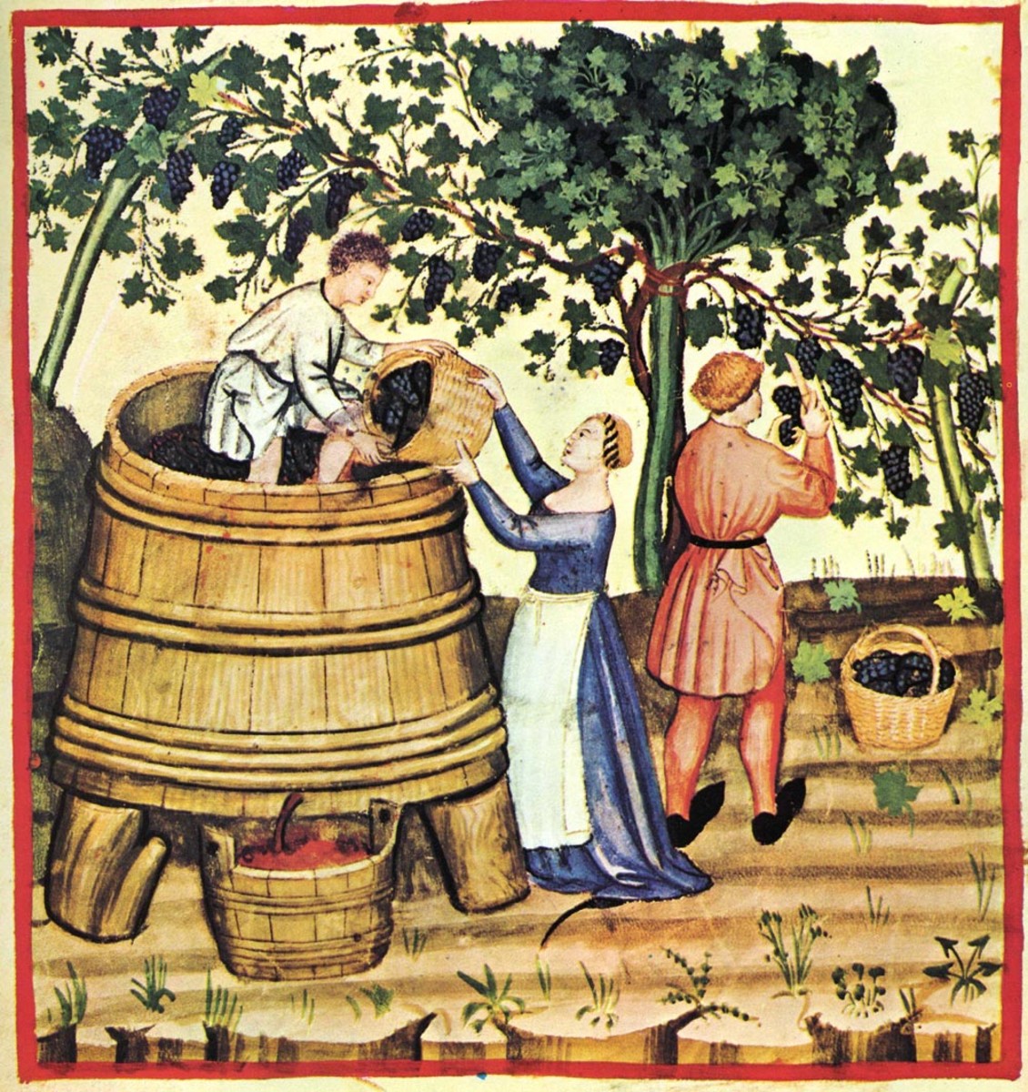 Grape Harvest from the Tacuinum Sanitatis