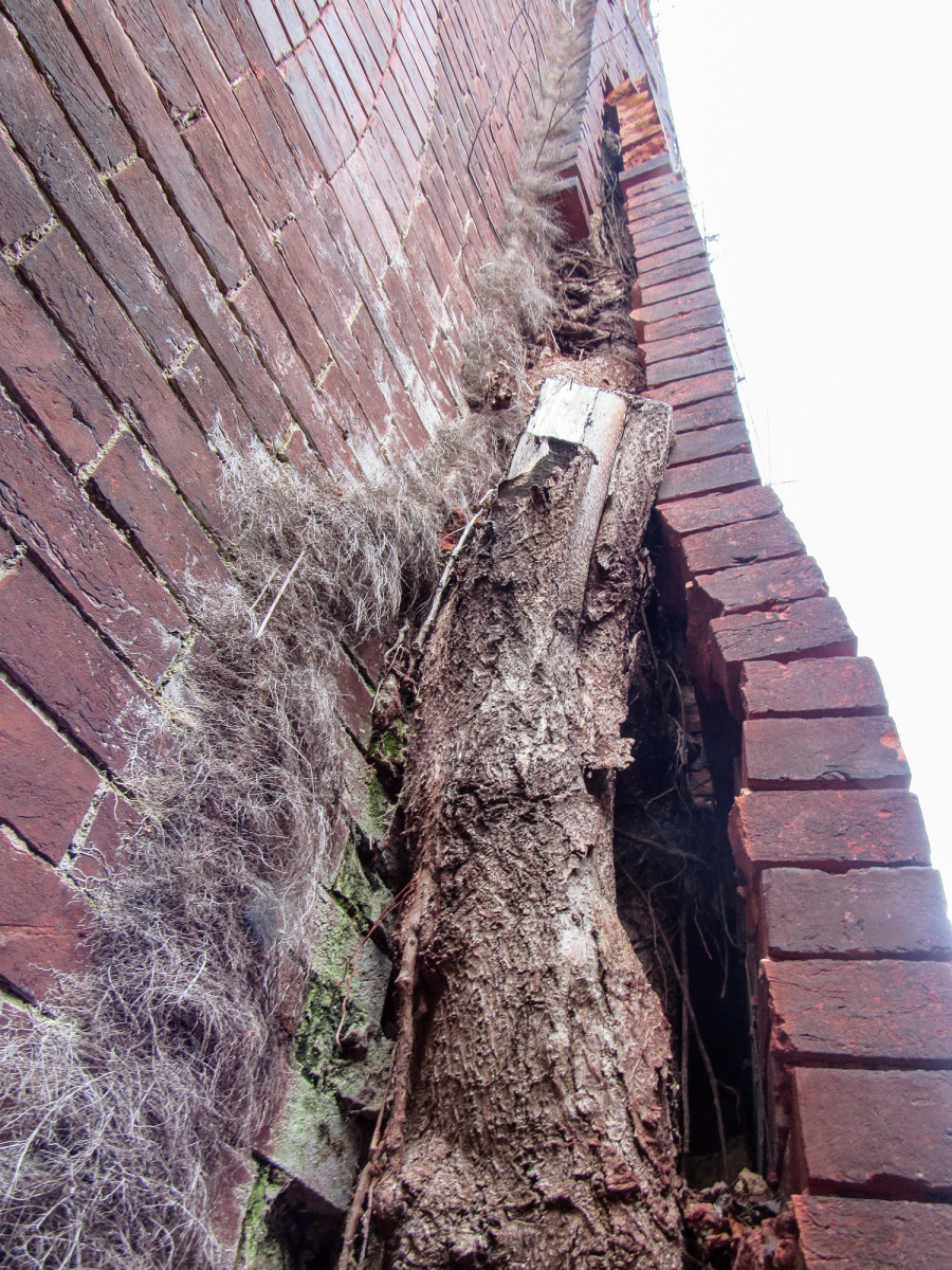 Paulownia tree had invaded the soft brick masonry