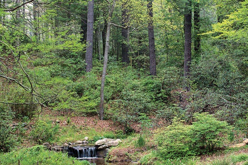 garden--1-biltmore-approach-road.jpg