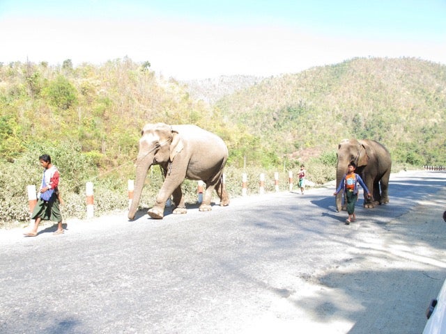 rudy-60-elephants.jpg