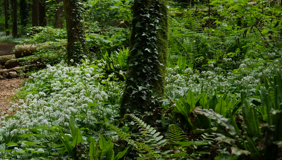 churston-woods.png