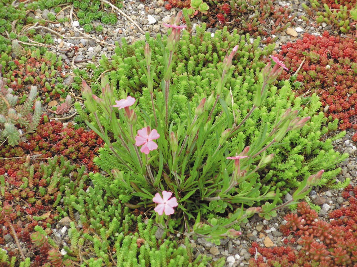 roof-garden-2.jpg