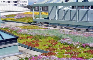 multnomah-green-roof.jpg