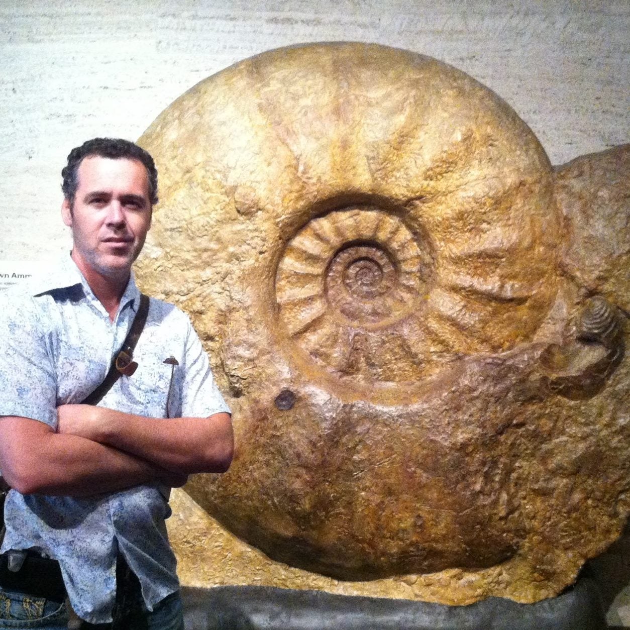 ammonite.jpg