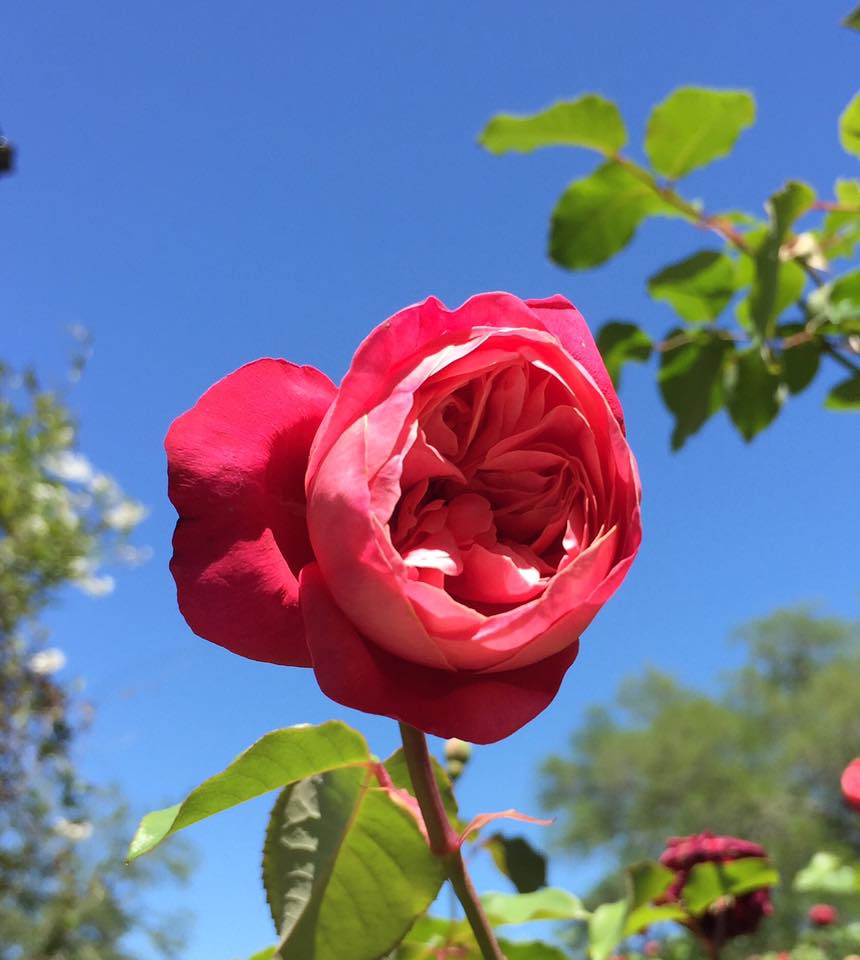 rose.jpg