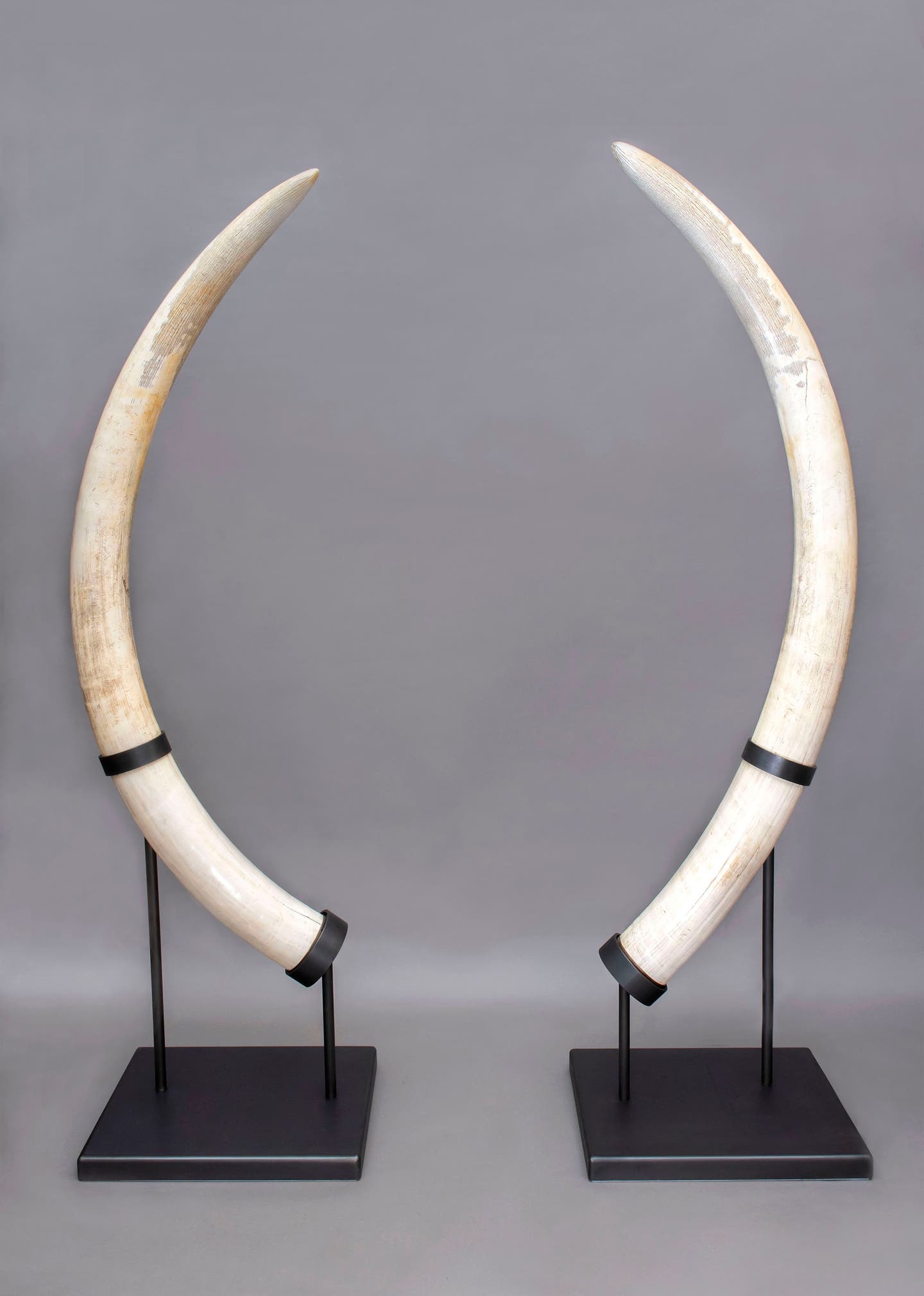 james-demartis-elephant-tusks-main.jpg