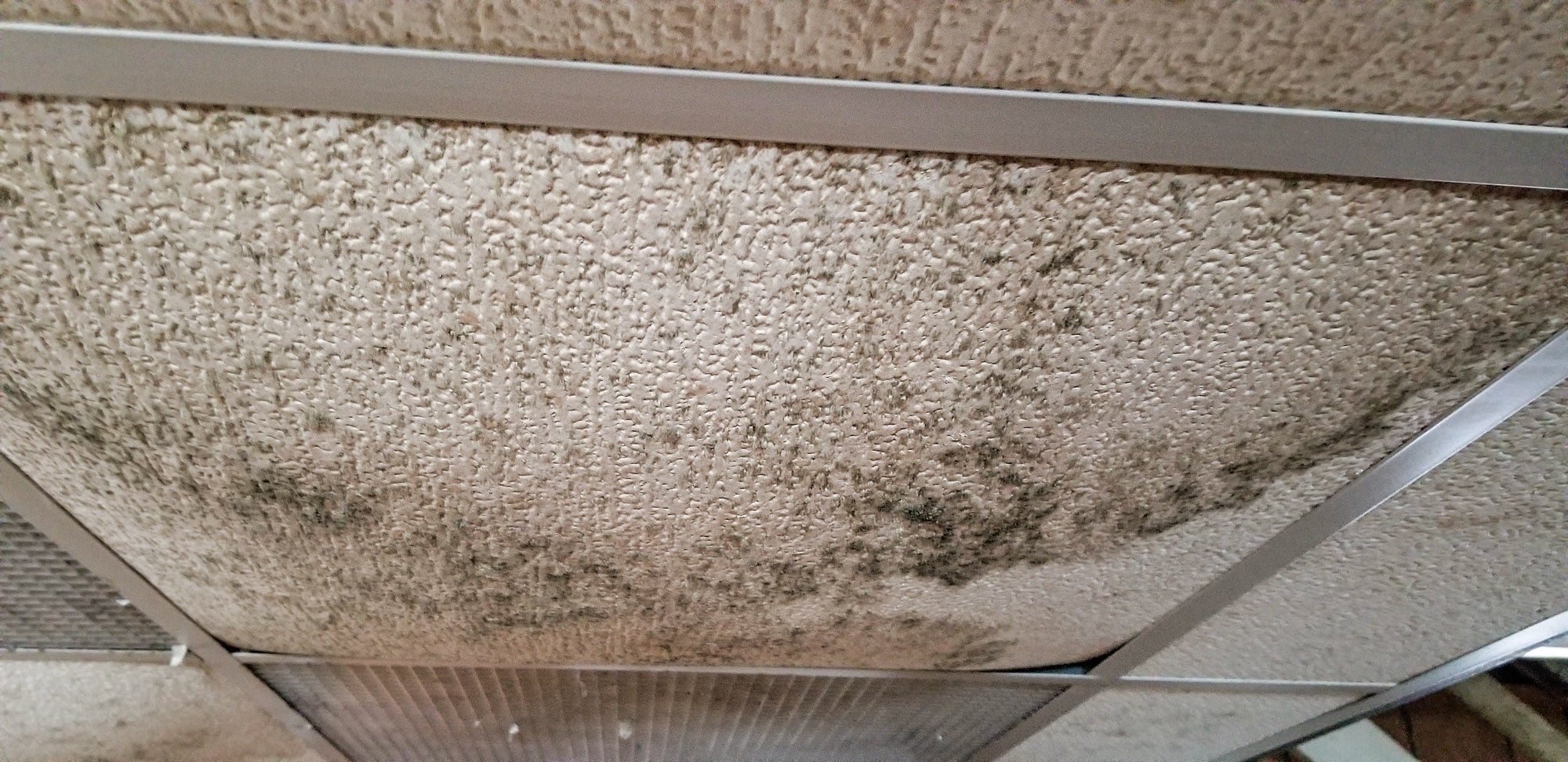 mold.jpg